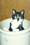 Katie